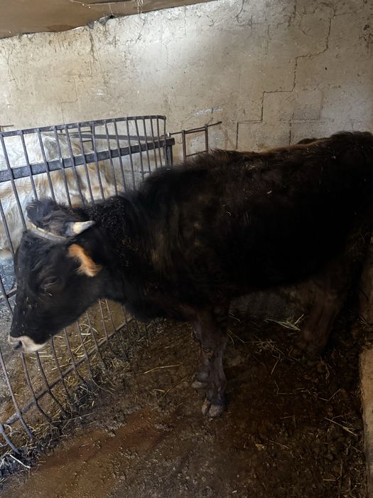 Продам телочку 2 года