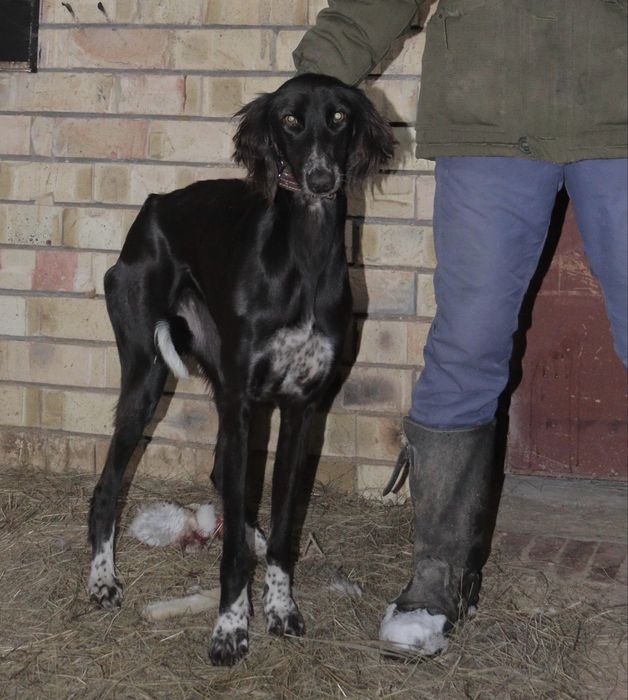 Продается чистокровный тазы.