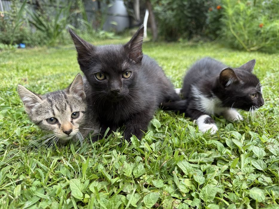 Adoptie 3 pisicute (2 fetite si un baiat)