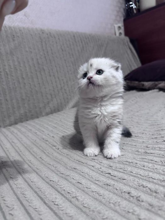Продаются шотландские котята