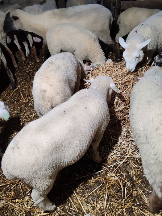 Miei Texel de vânzare