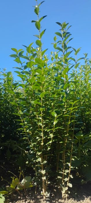 Лигуструм - жив плет