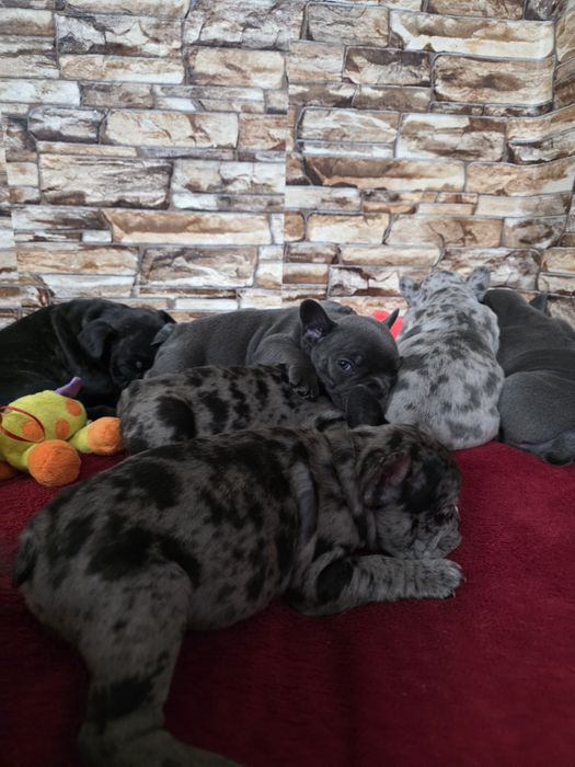 Бебета френски булдог