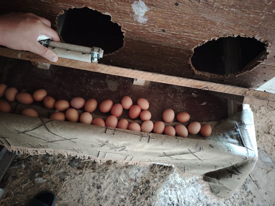 продам курей ломан браун
