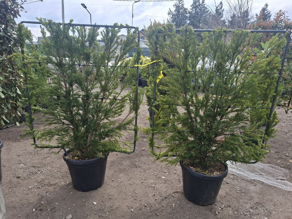 Spalier suport metalic photinia plante terase gard viu