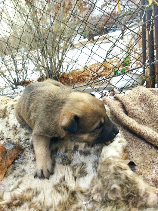 ОтдамЩенятМальчики