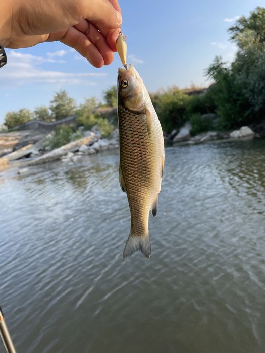5 бр. Воблери за кефал 28мм. 2,5гр. + кутийка подарък