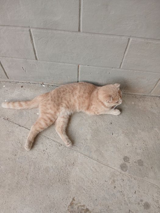 Mushuk sotiladi, scottish fold zotli, tahminan 2 yosh