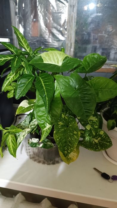 Сингониумы и другие цветы