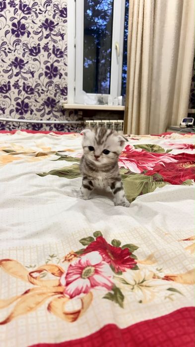 Шотландские скотиши