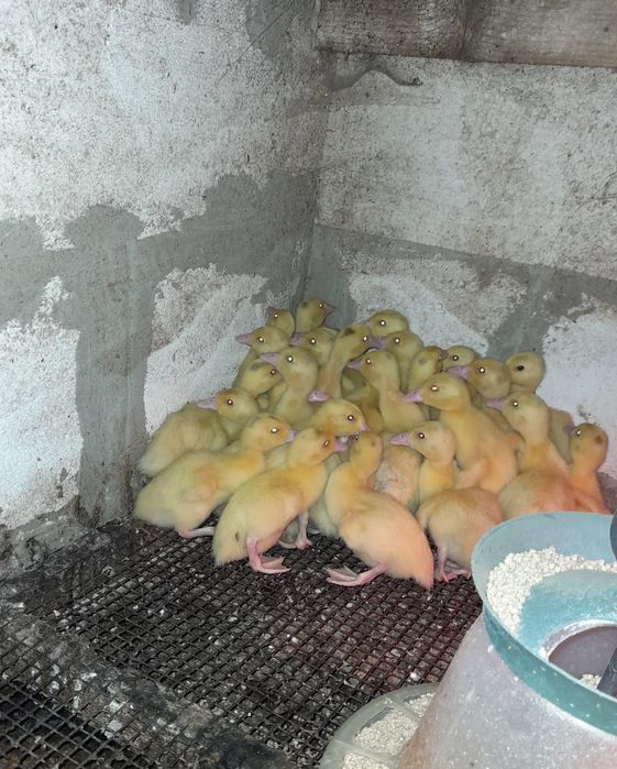 Vand boboci de rata  Mulard