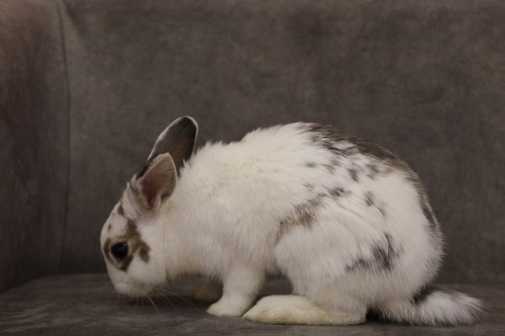 Продаю кролика домашнего