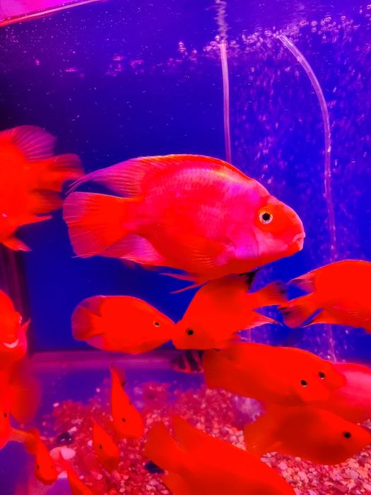 Продаю аквариумных рыб Попугаи