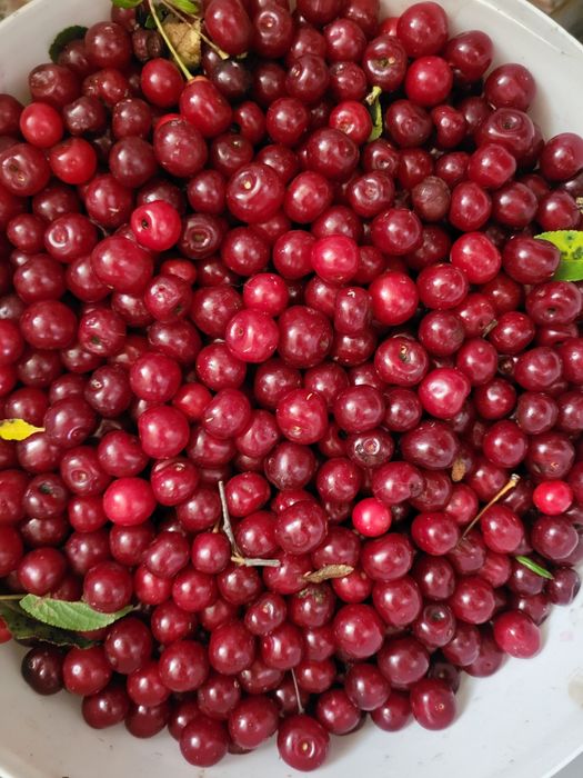 вишня свежесобранная