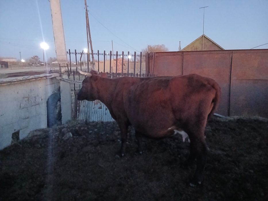 Сиыр сатылады 2 бас