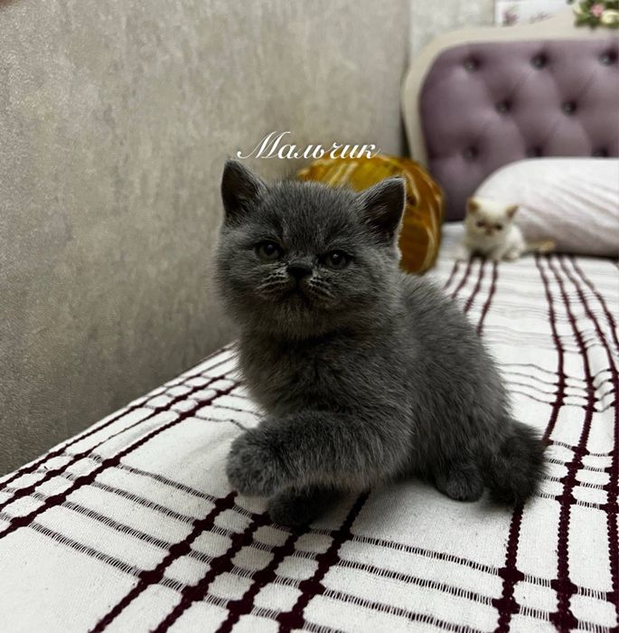 экзотические короткошерстные кошки котята