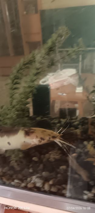 Продам Сомов клариус тигровые