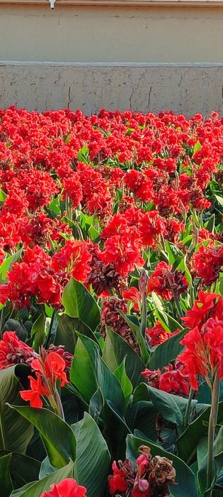 Kan gul kan Lola kup yillik buyi past katta gullaydi  eng zur sorti