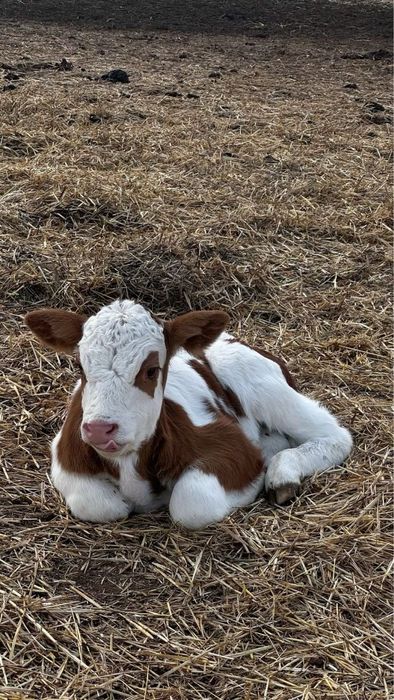 Еркек бұзау сатылады