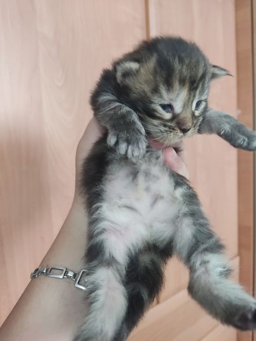 Продам котят породы Мейн-кун