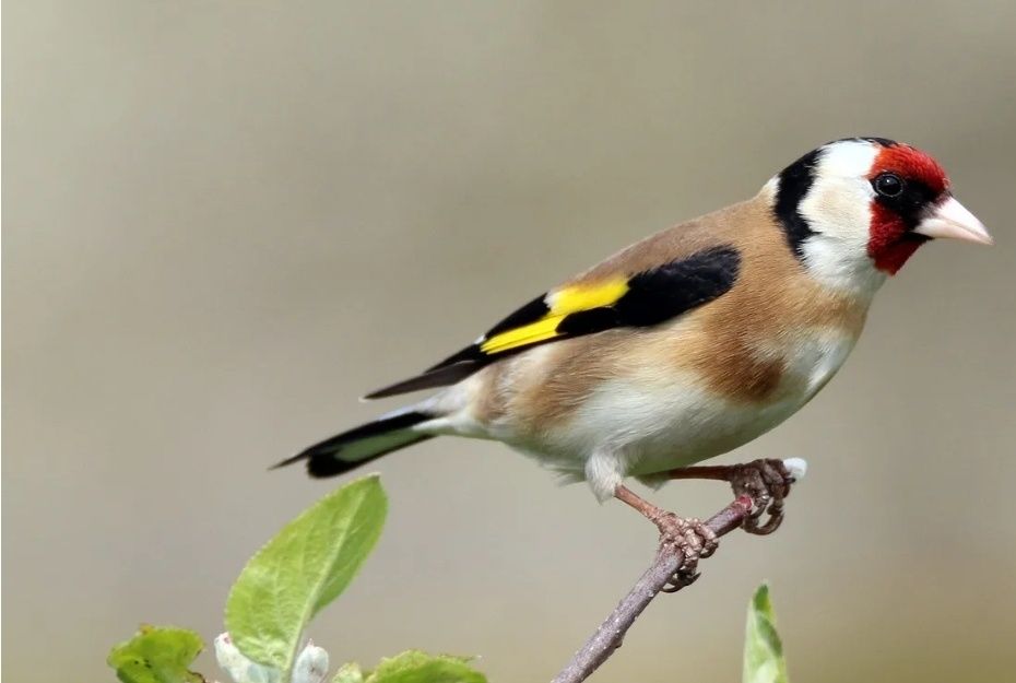 Продаюца щеглы черноголовые