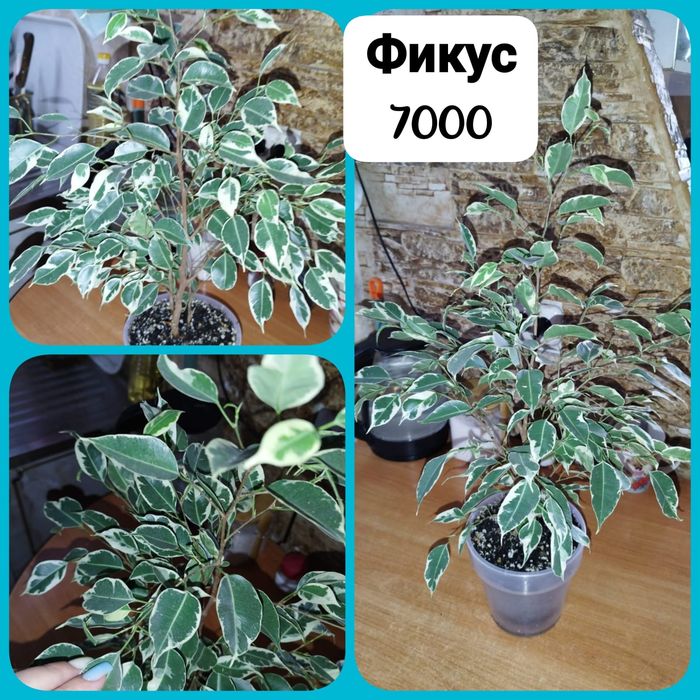 Продаю излишки комнатных растений