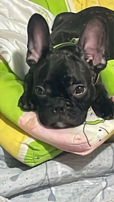 Вязка французского бульдога