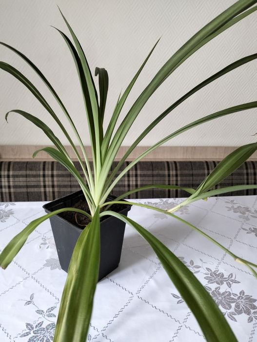 Продам цветы комнатные.