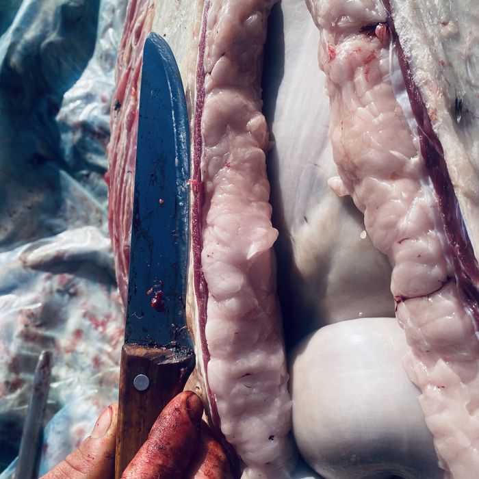 Соғым, жылқы еті