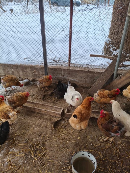 Инкубационные яица домашних кур