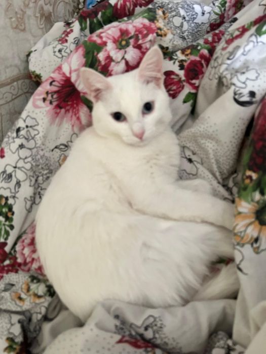 Кошка белая,хорошая
