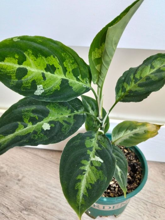 Продаются комнатные цветы от 2000 тенге