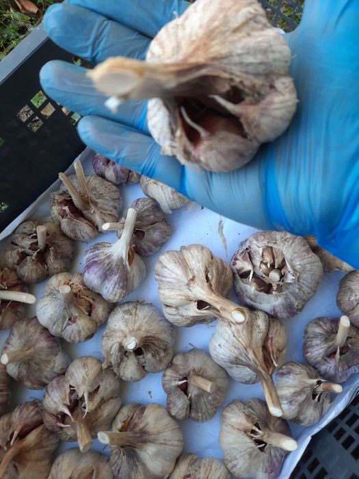 Продам домашний чеснок