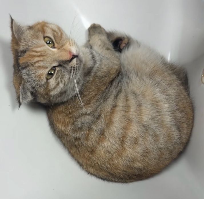 отдам кошку вислоухую