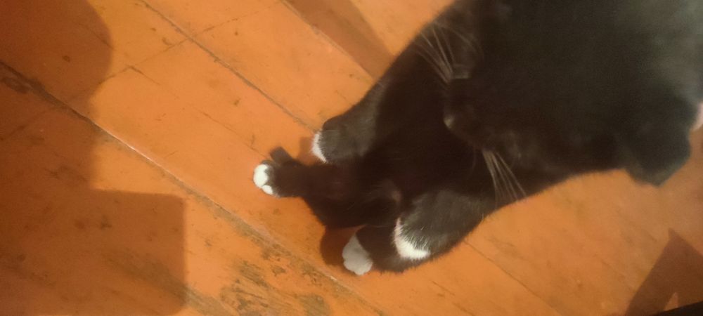 Котенок  породистый