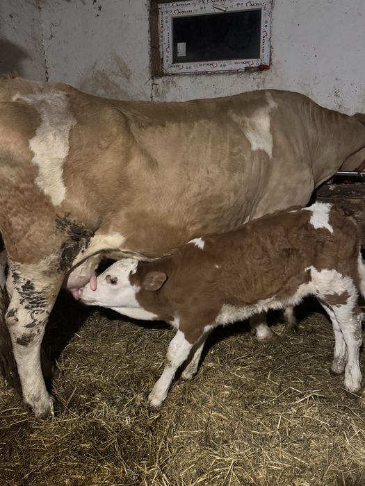 Vând vacă de 6 ani cu vitel de 1,5 luni