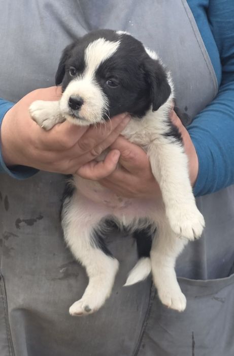 Отдам в добрые руки