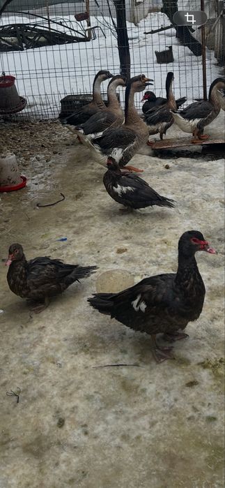 Vand rate ciocolatii