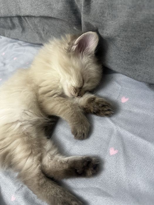 Продам породистых котят