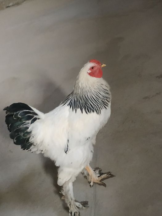 Brama toza qonli xurozlar sotuvda