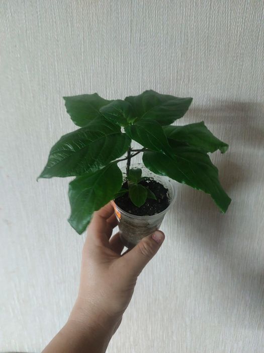 Комнатные цветы разные