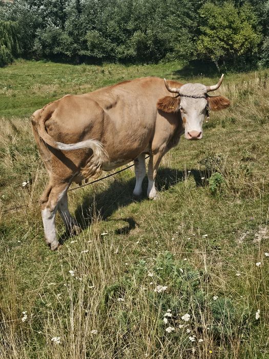 Vaca tânără bună de lapte