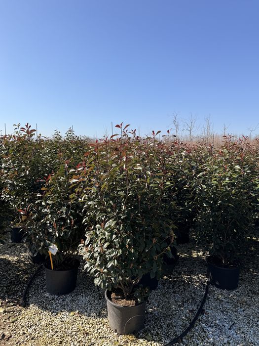 Photinia Red Robin tufa /tija (Plante ornamentale )