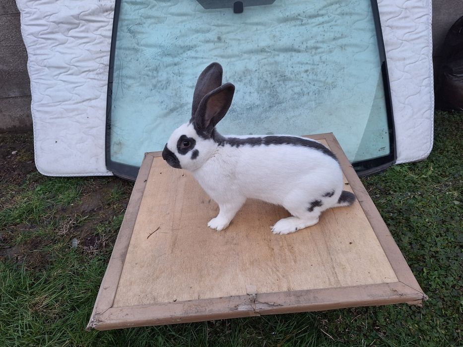 Mascul fluture german disponibil