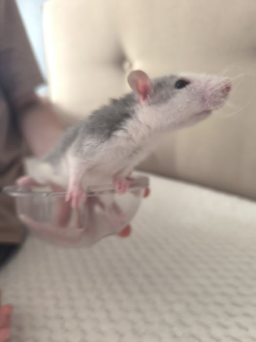 Продам крыс. Чистые ухоженные.