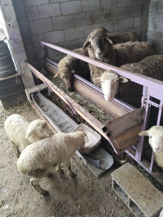 Қоилар ,қозылы қоилар тоқтылар