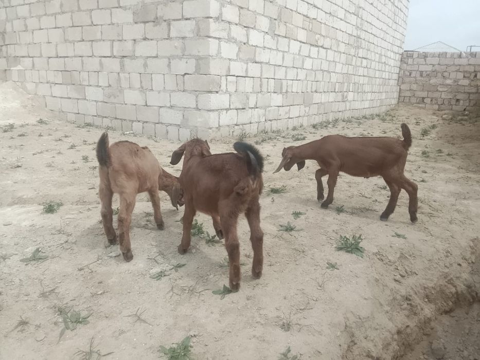 Ешкі лақ сатам 3 айлық