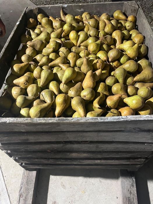 Vând prune și pere în cantități mari