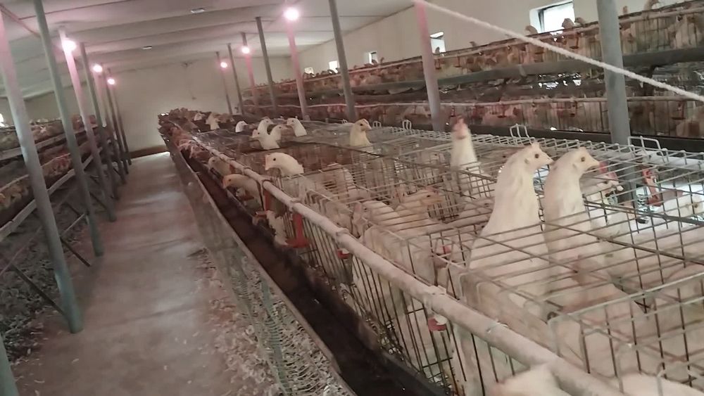 Loman sendi tovuqlari sotiladi tuxum yoʻnnalishi firma arzon narxlarda