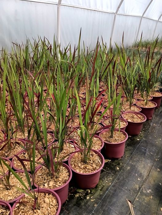 Iarbă roșie, Imperata cylindrica Red Baron